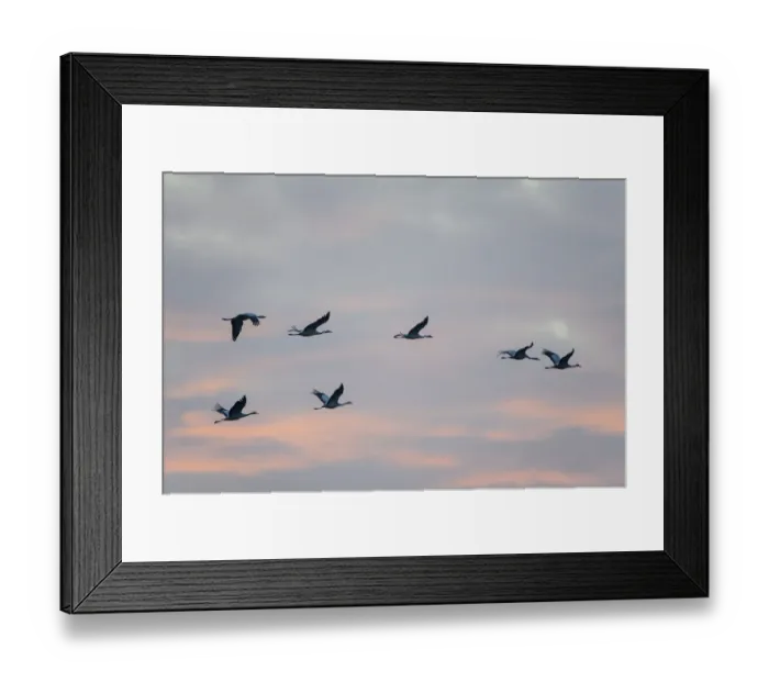Framed Print : Commom Cranes -Grus grus- in flight, Lower Saxony, Germany Framed Print : Commom Cranes -Grus grus- in flight, Lower Saxony, Germany