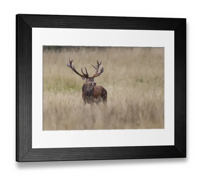 Framed Print : Red Deer -Cervus elaphus-, stag, Copenhagen, Denmark Framed Print : Red Deer -Cervus elaphus-, stag, Copenhagen, Denmark