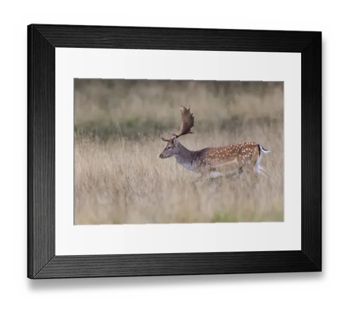 Framed Print : Fallow Deer -Dama dama-, Copenhagen, Denmark Framed Print : Fallow Deer -Dama dama-, Copenhagen, Denmark