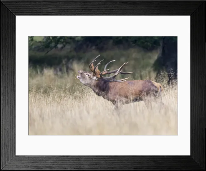Framed Print : Red Deer -Cervus elaphus-, stag, Klampenborg, Copenhagen, Denmark Framed Print : Red Deer -Cervus elaphus-, stag, Klampenborg, Copenhagen, Denmark