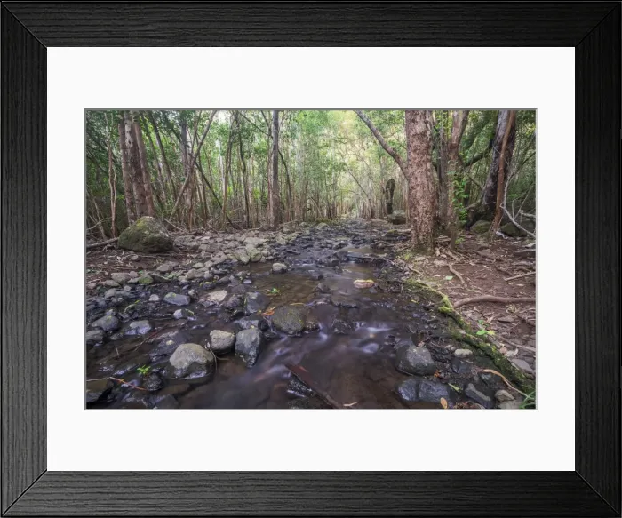Framed Print : Creek in the forest, Black River Gorges National Park, Chamarel, Mauritius Framed Print : Creek in the forest, Black River Gorges National Park, Chamarel, Mauritius