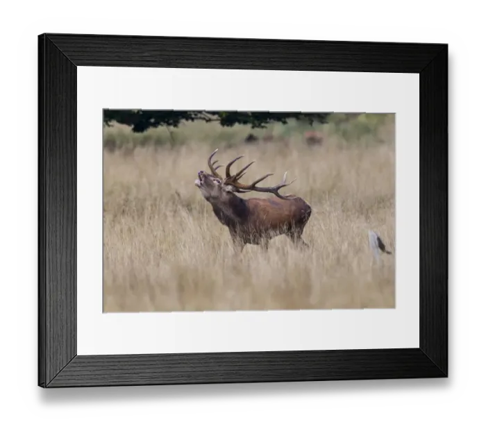 Framed Print : Red Deer -Cervus elaphus-, stag, Copenhagen, Denmark Framed Print : Red Deer -Cervus elaphus-, stag, Copenhagen, Denmark