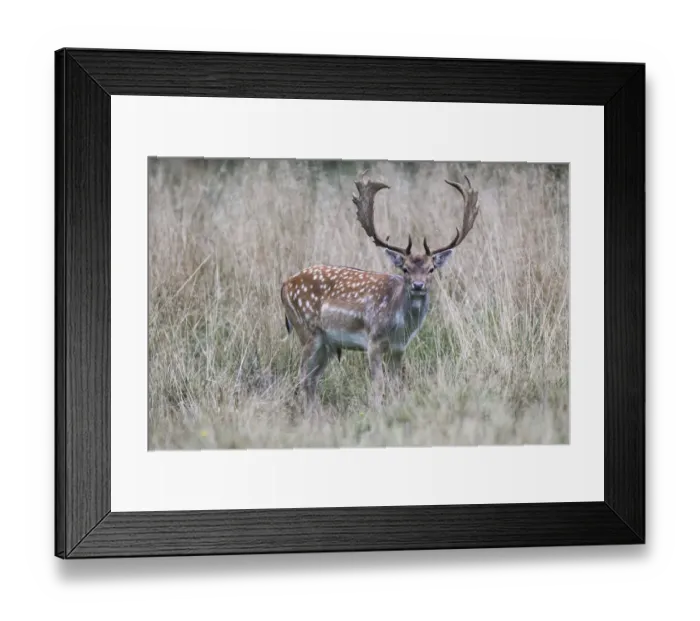 Framed Print : Fallow Deer -Dama dama-, Copenhagen, Denmark Framed Print : Fallow Deer -Dama dama-, Copenhagen, Denmark
