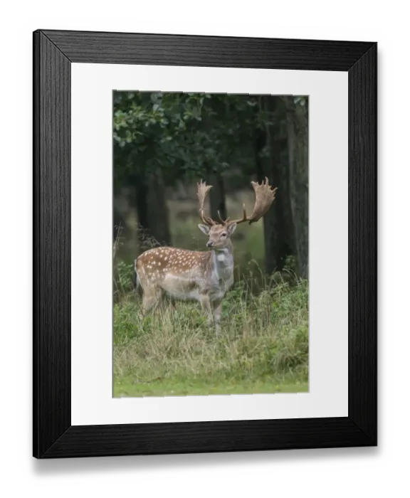 Framed Print : Fallow Deer -Dama dama-, Copenhagen, Denmark Framed Print : Fallow Deer -Dama dama-, Copenhagen, Denmark