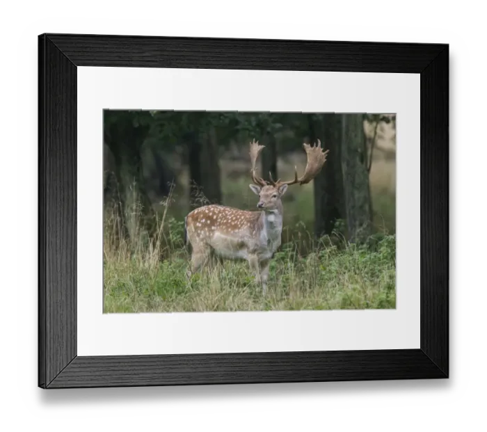 Framed Print : Fallow Deer -Dama dama-, Copenhagen, Denmark Framed Print : Fallow Deer -Dama dama-, Copenhagen, Denmark