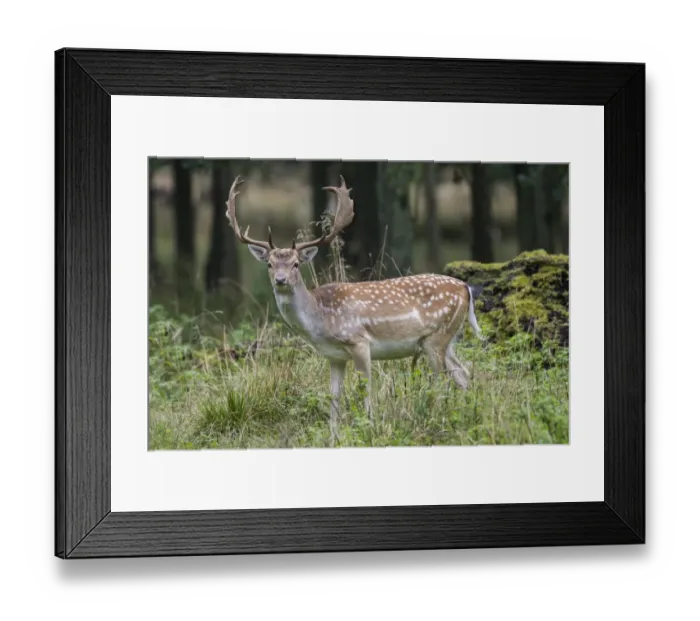 Framed Print : Fallow Deer -Dama dama-, Copenhagen, Denmark Framed Print : Fallow Deer -Dama dama-, Copenhagen, Denmark