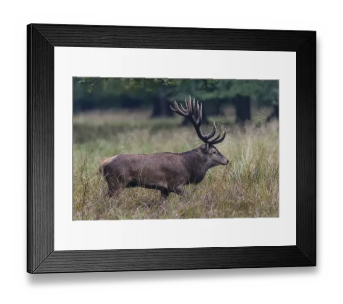 Framed Print : Red Deer -Cervus elaphus-, stag, Copenhagen, Denmark Framed Print : Red Deer -Cervus elaphus-, stag, Copenhagen, Denmark