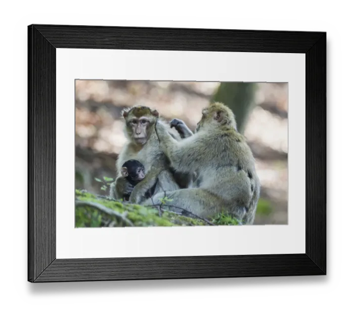 Framed Print : Barbary Macaques -Macaca sylvanus-, native to Morocco, captive Framed Print : Barbary Macaques -Macaca sylvanus-, native to Morocco, captive