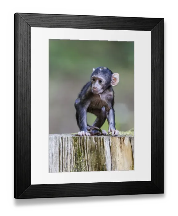Framed Print : Barbary Macaque -Macaca sylvanus-, young, native to Morocco, captive