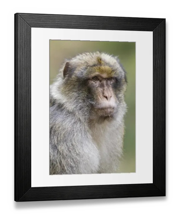 Framed Print : Barbary Macaque -Macaca sylvanus-, adult, native to Morocco, captive Framed Print : Barbary Macaque -Macaca sylvanus-, adult, native to Morocco, captive