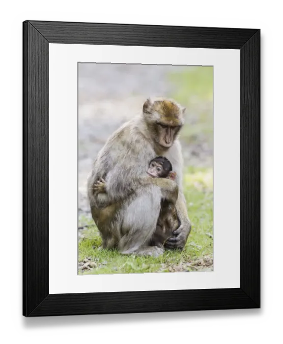 Framed Print : Barbary Macaques -Macaca sylvanus-, adult with baby, native to Morocco, captive Framed Print : Barbary Macaques -Macaca sylvanus-, adult with baby, native to Morocco, captive