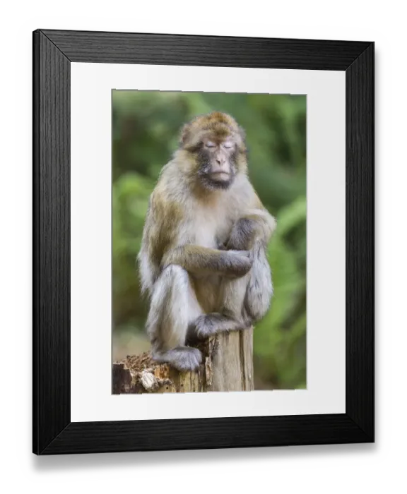 Framed Print : Barbary Macaque -Macaca sylvanus-, captive Framed Print : Barbary Macaque -Macaca sylvanus-, captive