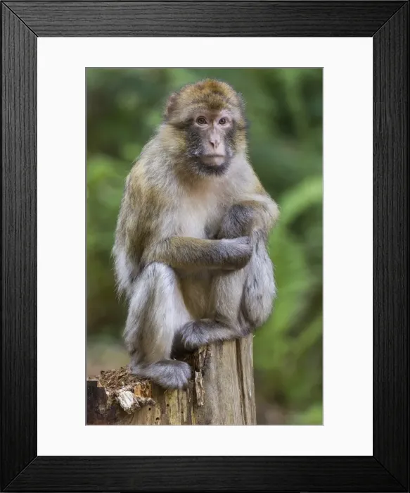 Framed Print : Barbary Macaque -Macaca sylvanus-, captive Framed Print : Barbary Macaque -Macaca sylvanus-, captive