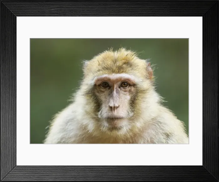 Framed Print : Barbary Macaque -Macaca sylvanus-, adult, captive Framed Print : Barbary Macaque -Macaca sylvanus-, adult, captive
