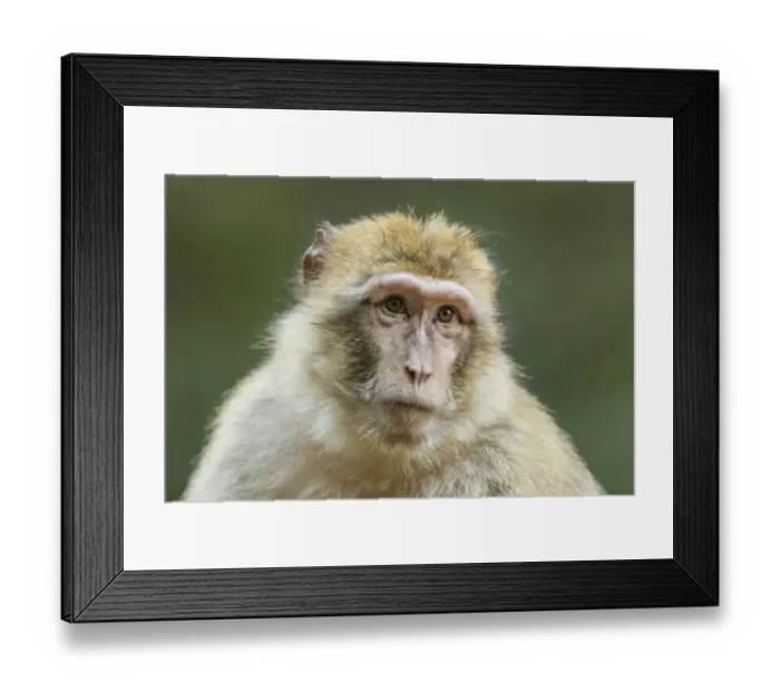 Framed Print : Barbary Macaque -Macaca sylvanus-, adult, captive Framed Print : Barbary Macaque -Macaca sylvanus-, adult, captive