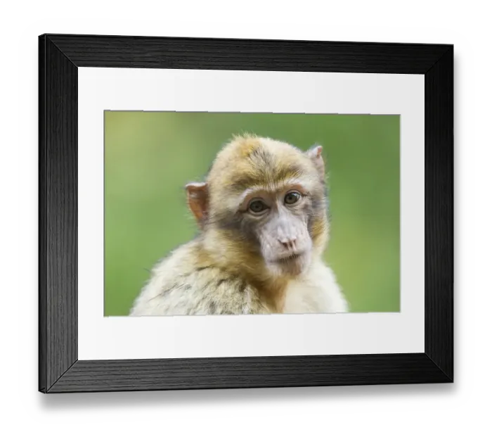Framed Print : Barbary Macaque -Macaca sylvanus-, adult, captive Framed Print : Barbary Macaque -Macaca sylvanus-, adult, captive