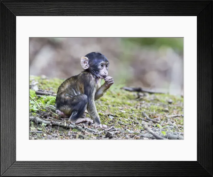 Framed Print : Barbary Macaque -Macaca sylvanus-, infant, captive Framed Print : Barbary Macaque -Macaca sylvanus-, infant, captive