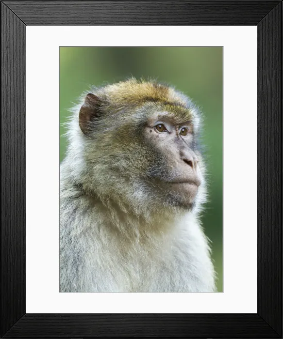 Framed Print : Barbary Macaque -Macaca sylvanus-, adult, captive Framed Print : Barbary Macaque -Macaca sylvanus-, adult, captive