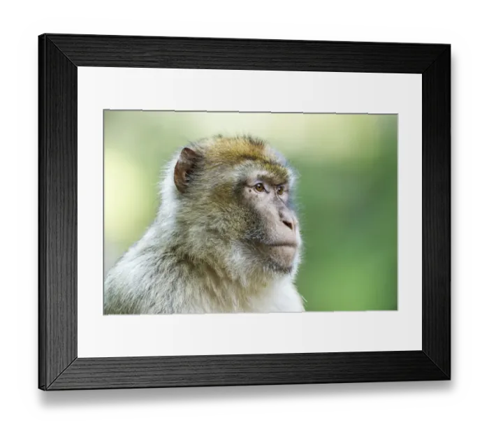 Framed Print : Barbary Macaque -Macaca sylvanus-, adult, captive Framed Print : Barbary Macaque -Macaca sylvanus-, adult, captive