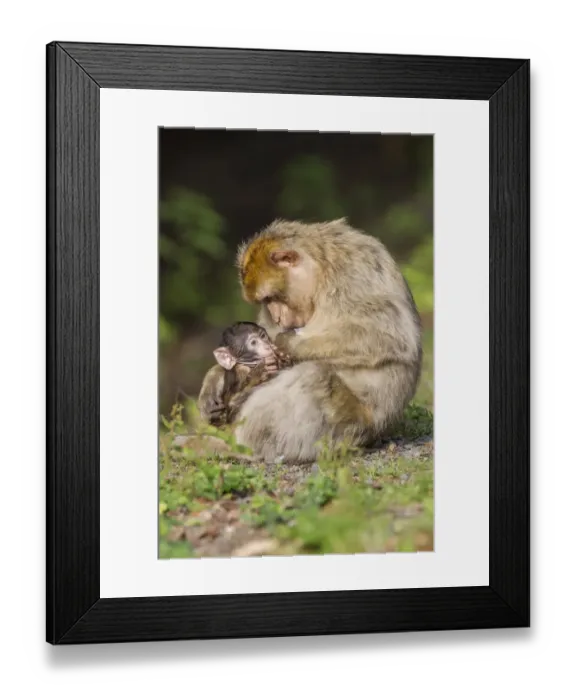 Framed Print : Barbary Macaque -Macaca sylvanus-, female suckling infant, captive Framed Print : Barbary Macaque -Macaca sylvanus-, female suckling infant, captive