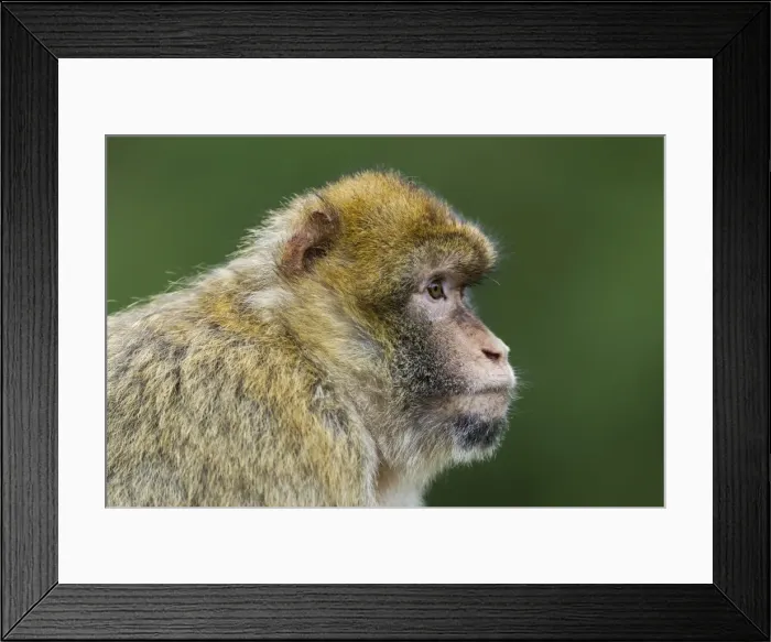 Framed Print : Barbary Macaque -Macaca sylvanus-, adult, captive Framed Print : Barbary Macaque -Macaca sylvanus-, adult, captive