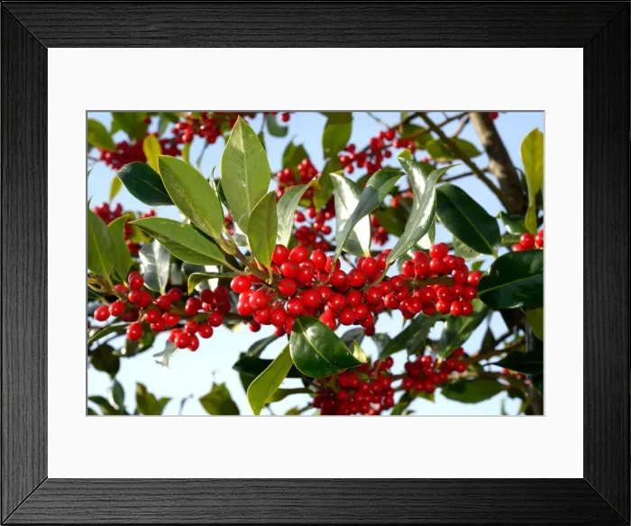 Framed Print : Holly -Ilex aquifolium-, Scania, Sweden Framed Print : Holly -Ilex aquifolium-, Scania, Sweden