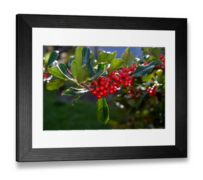 Framed Print : Holly -Ilex aquifolium-, Scania, Sweden Framed Print : Holly -Ilex aquifolium-, Scania, Sweden