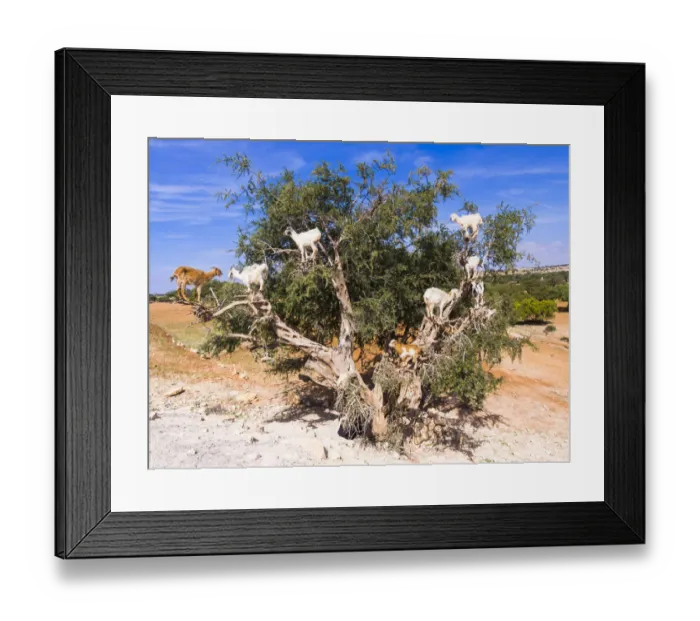 Framed Print : Goats -Capra- feeding on Argan fruits or Argan nuts on an Argan tree -Argania spinosa-, Chouaker, Essaouira Province, Marrakech-Tensift-Al Haouz, Morocco Framed Print : Goats -Capra- feeding on Argan fruits or Argan nuts on an Argan tree -Argania spinosa-, Chouaker, Essaouira Province, Marrakech-Tensift-Al Haouz, Morocco