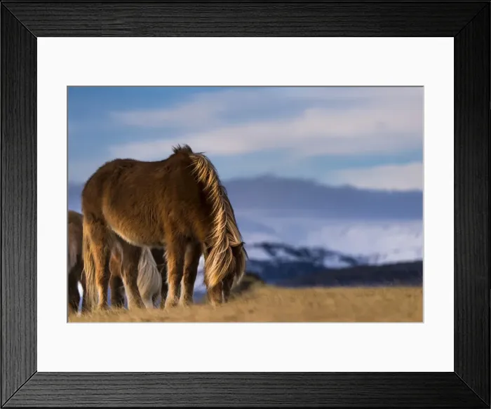 Framed Print : Icelandic horse, grazing in front of mountains, Vik, Iceland Framed Print : Icelandic horse, grazing in front of mountains, Vik, Iceland