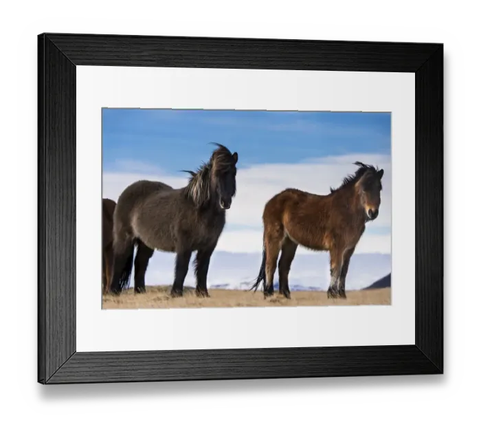 Framed Print : Icelandic horses, Vik, Iceland Framed Print : Icelandic horses, Vik, Iceland