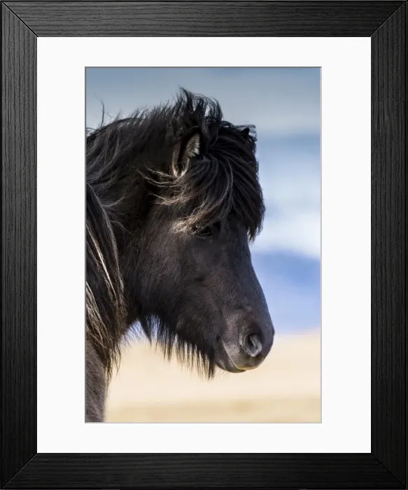 Framed Print : Icelandic horse, portrait, Vik, Iceland Framed Print : Icelandic horse, portrait, Vik, Iceland