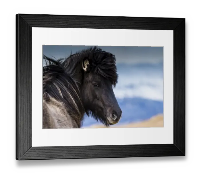 Framed Print : Icelandic horse, portrait, Vik, Iceland Framed Print : Icelandic horse, portrait, Vik, Iceland
