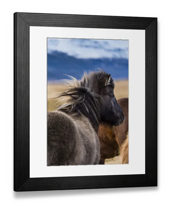 Framed Print : Icelandic horse, rear view, Vik, Iceland Framed Print : Icelandic horse, rear view, Vik, Iceland