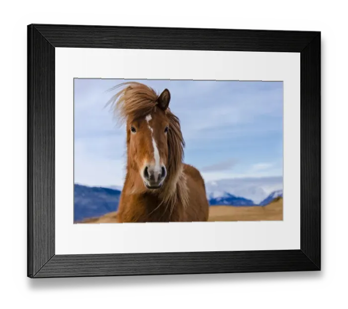 Framed Print : Icelandic horse, portrait, Vik, Iceland Framed Print : Icelandic horse, portrait, Vik, Iceland
