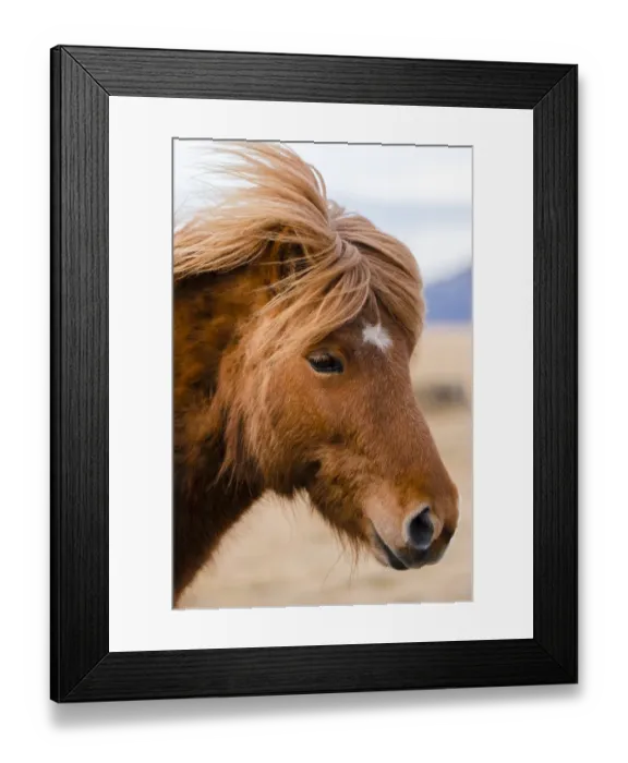 Framed Print : Icelandic horse, portrait, Vik, Iceland Framed Print : Icelandic horse, portrait, Vik, Iceland