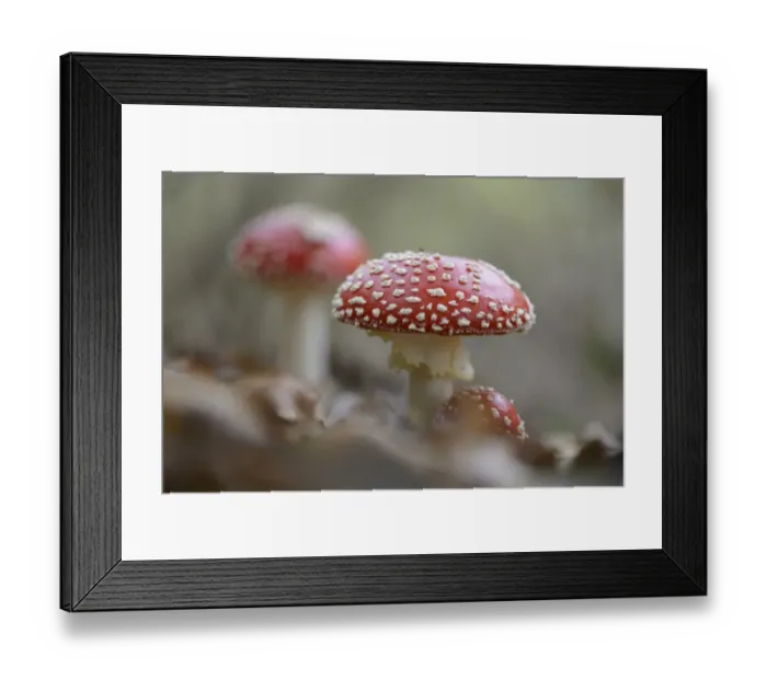 Framed Print : Fly Agaric mushrooms -Amanita muscaria-, Emsland, Lower Saxony, Germany Framed Print : Fly Agaric mushrooms -Amanita muscaria-, Emsland, Lower Saxony, Germany