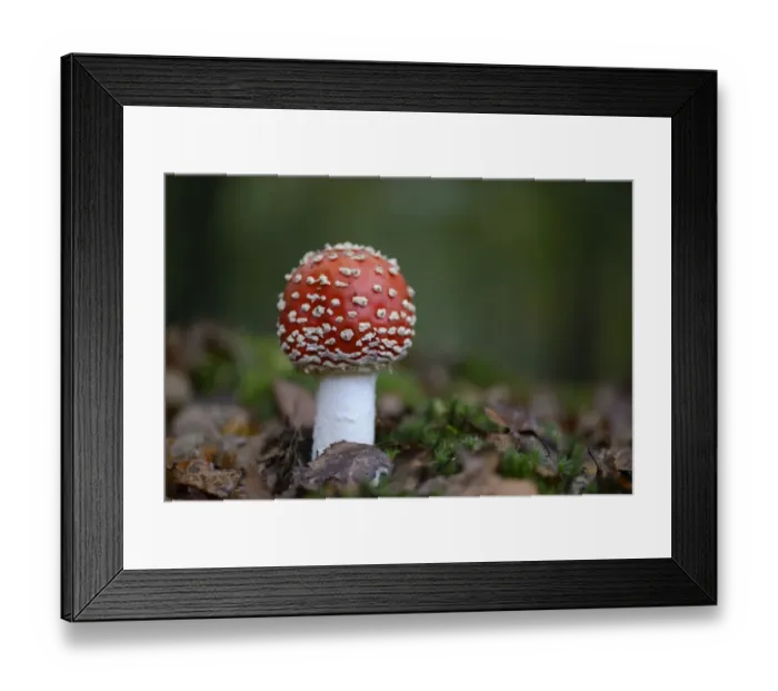 Framed Print : Fly Agaric -Amanita muscaria-, Emsland, Lower Saxony, Germany Framed Print : Fly Agaric -Amanita muscaria-, Emsland, Lower Saxony, Germany