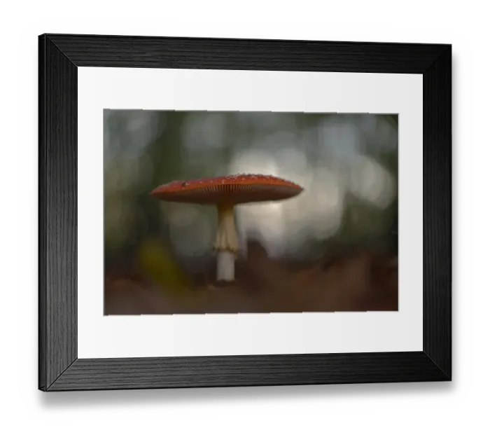 Framed Print : Fly Agaric -Amanita muscaria-, Emsland, Lower Saxony, Germany Framed Print : Fly Agaric -Amanita muscaria-, Emsland, Lower Saxony, Germany