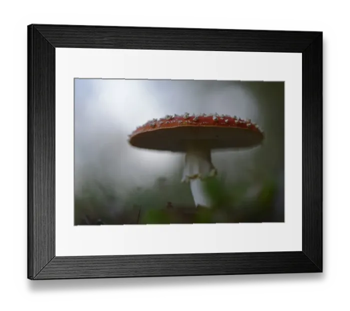 Framed Print : Fly Agaric -Amanita muscaria-, Emsland, Lower Saxony, Germany Framed Print : Fly Agaric -Amanita muscaria-, Emsland, Lower Saxony, Germany