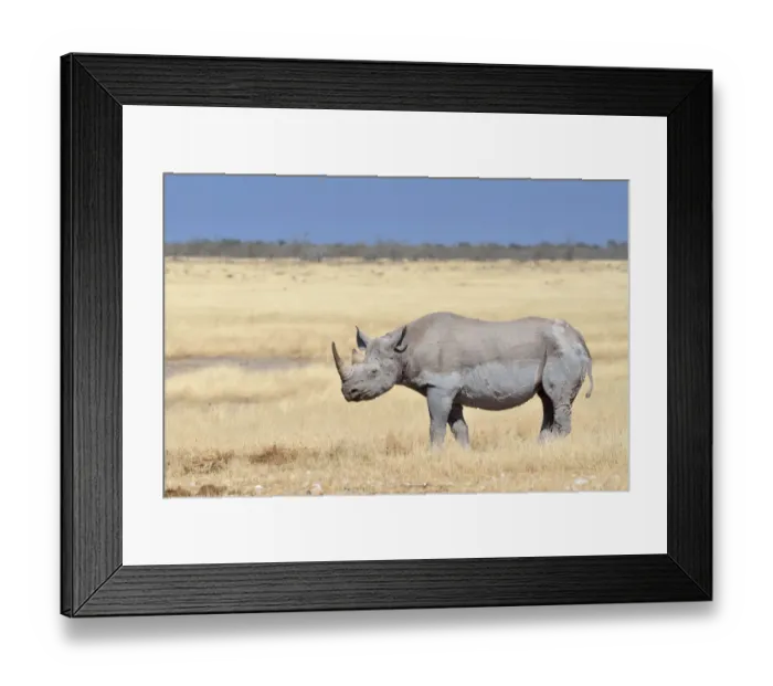 Framed Print : Black Rhinoceros -Diceros bicornis-, adult male, standing in dry grass, Etosha National Park, Namibia