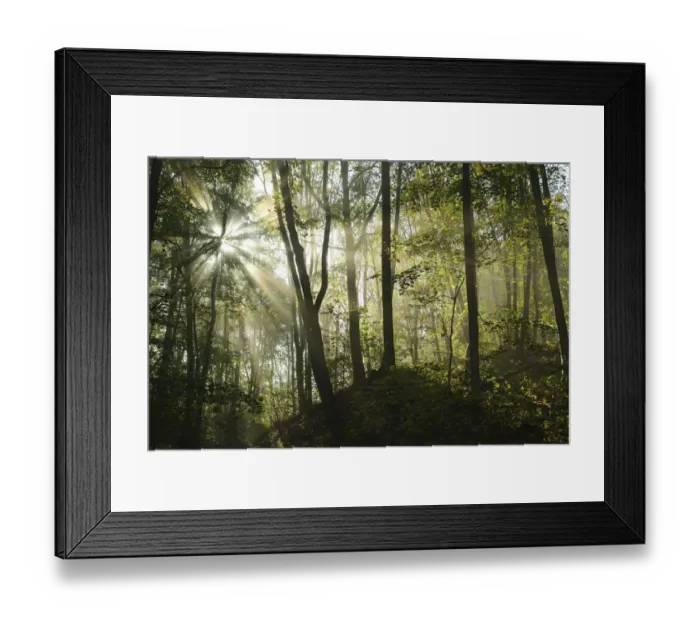 Framed Print : Sun-flooded deciduous forest with Lime trees -Tilia- and Sycamore Maples -Acer pseudoplatanus-, Hainich National Park, Thuringia, Germany Framed Print : Sun-flooded deciduous forest with Lime trees -Tilia- and Sycamore Maples -Acer pseudoplatanus-, Hainich National Park, Thuringia, Germany