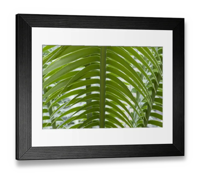 Framed Print : Giant Dioon, or Gum Palm -Dioon spinulosum-, native to Mexico Framed Print : Giant Dioon, or Gum Palm -Dioon spinulosum-, native to Mexico