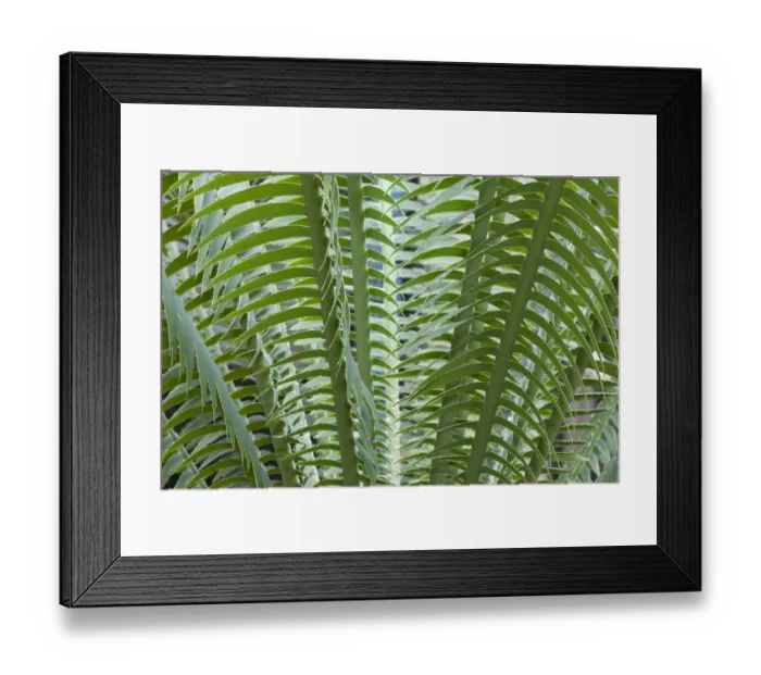 Framed Print : Giant Dioon, or Gum Palm -Dioon spinulosum-, native to Mexico Framed Print : Giant Dioon, or Gum Palm -Dioon spinulosum-, native to Mexico