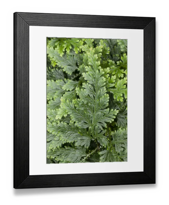 Framed Print : Moss Fern -Selaginella haematodes-, deposits in Ecuador, Venezuela Framed Print : Moss Fern -Selaginella haematodes-, deposits in Ecuador, Venezuela
