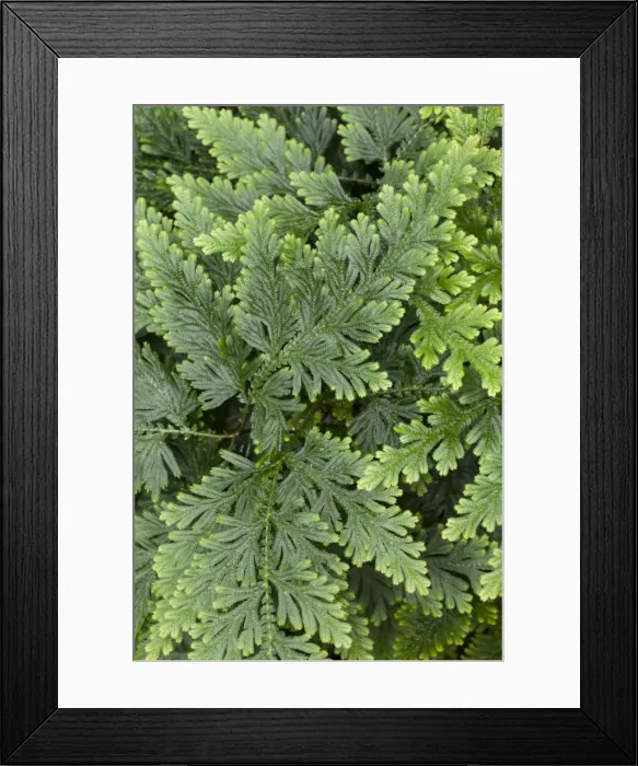 Framed Print : Moss Fern -Selaginella haematodes-, native to Ecuador, Venezuela Framed Print : Moss Fern -Selaginella haematodes-, native to Ecuador, Venezuela