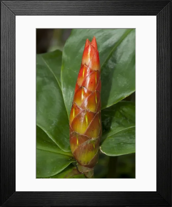 Framed Print : Wild Cane -Costus scaber- Framed Print : Wild Cane -Costus scaber-