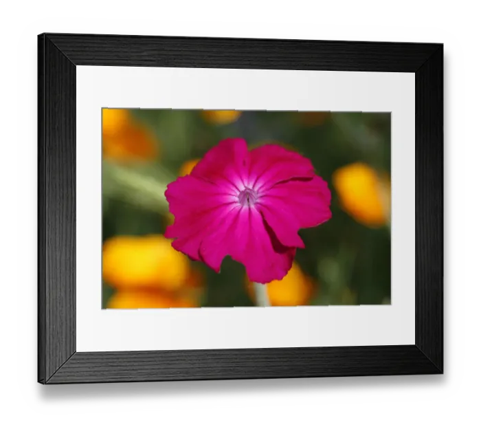 Framed Print : Rose Campion -Silene coronaria- flower