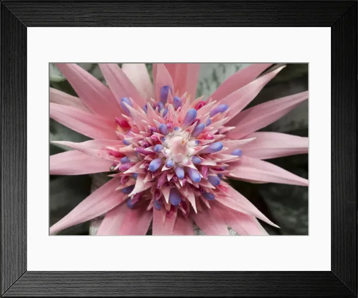 Framed Print : Silver Vase, Urn Plant -Aechmea fasciata-, native to Brazil Framed Print : Silver Vase, Urn Plant -Aechmea fasciata-, native to Brazil