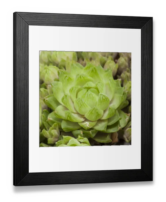 Framed Print : Haworthia cooperi, Asphodeloideae, native to South Africa Framed Print : Haworthia cooperi, Asphodeloideae, native to South Africa
