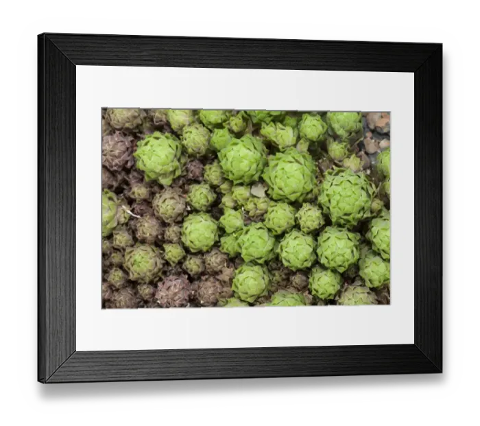Framed Print : Haworthia cooperi, Asphodeloideae, native to South Africa Framed Print : Haworthia cooperi, Asphodeloideae, native to South Africa